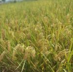 hybrid rice 50 KG - Image 2